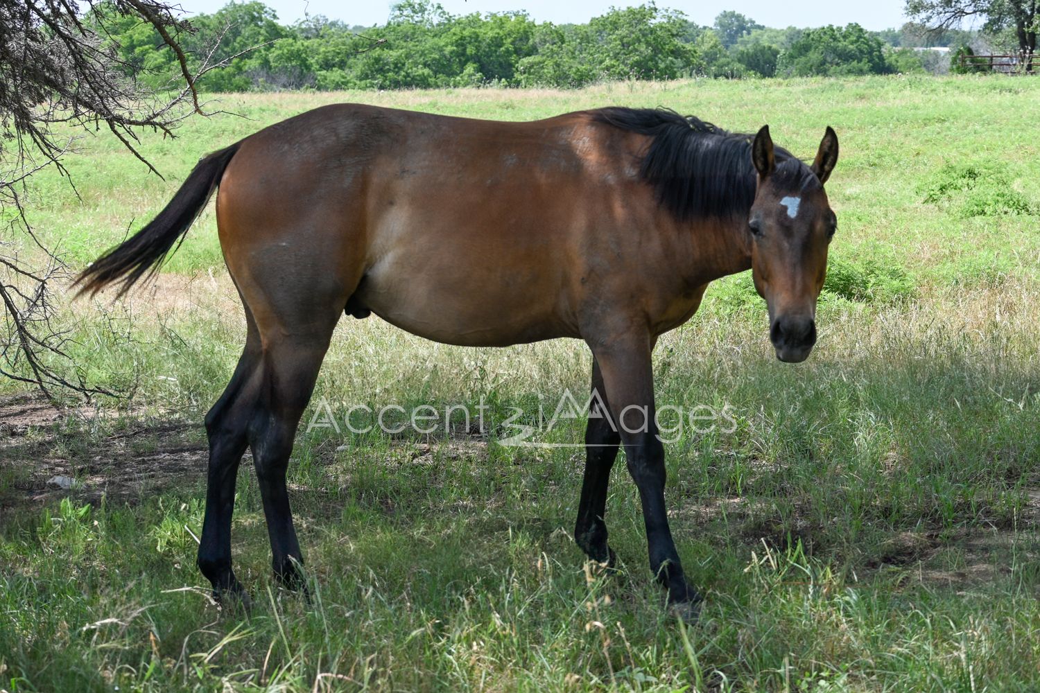 413.Horse in Pasture-Northlake TX