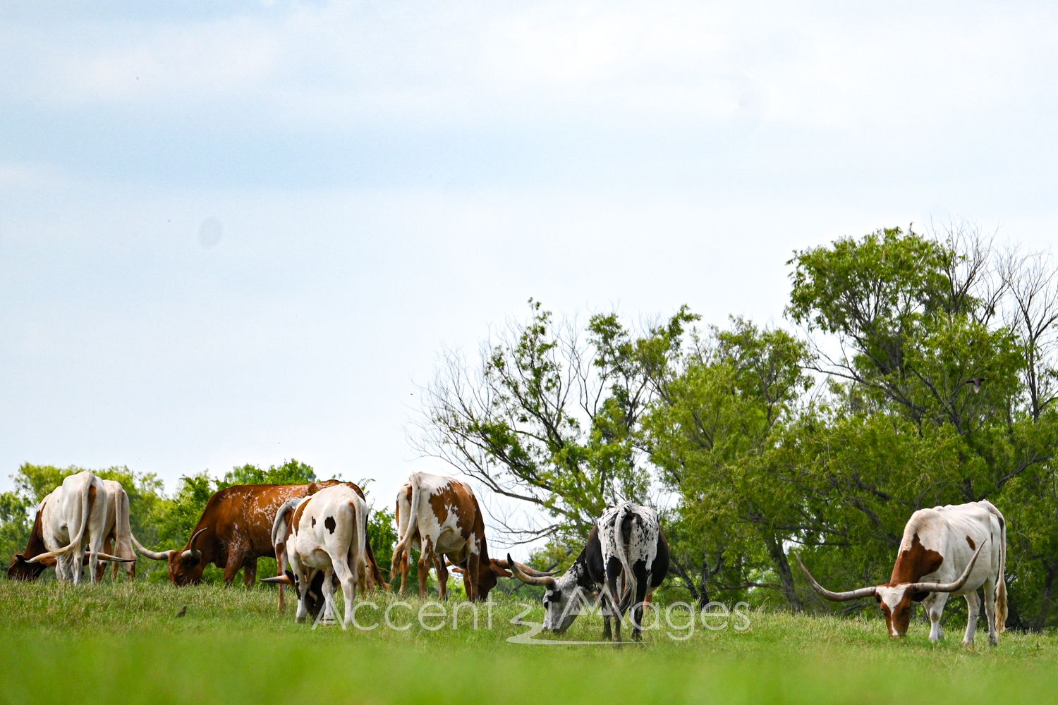 415.Longhorns in Pasture-Northlake TX