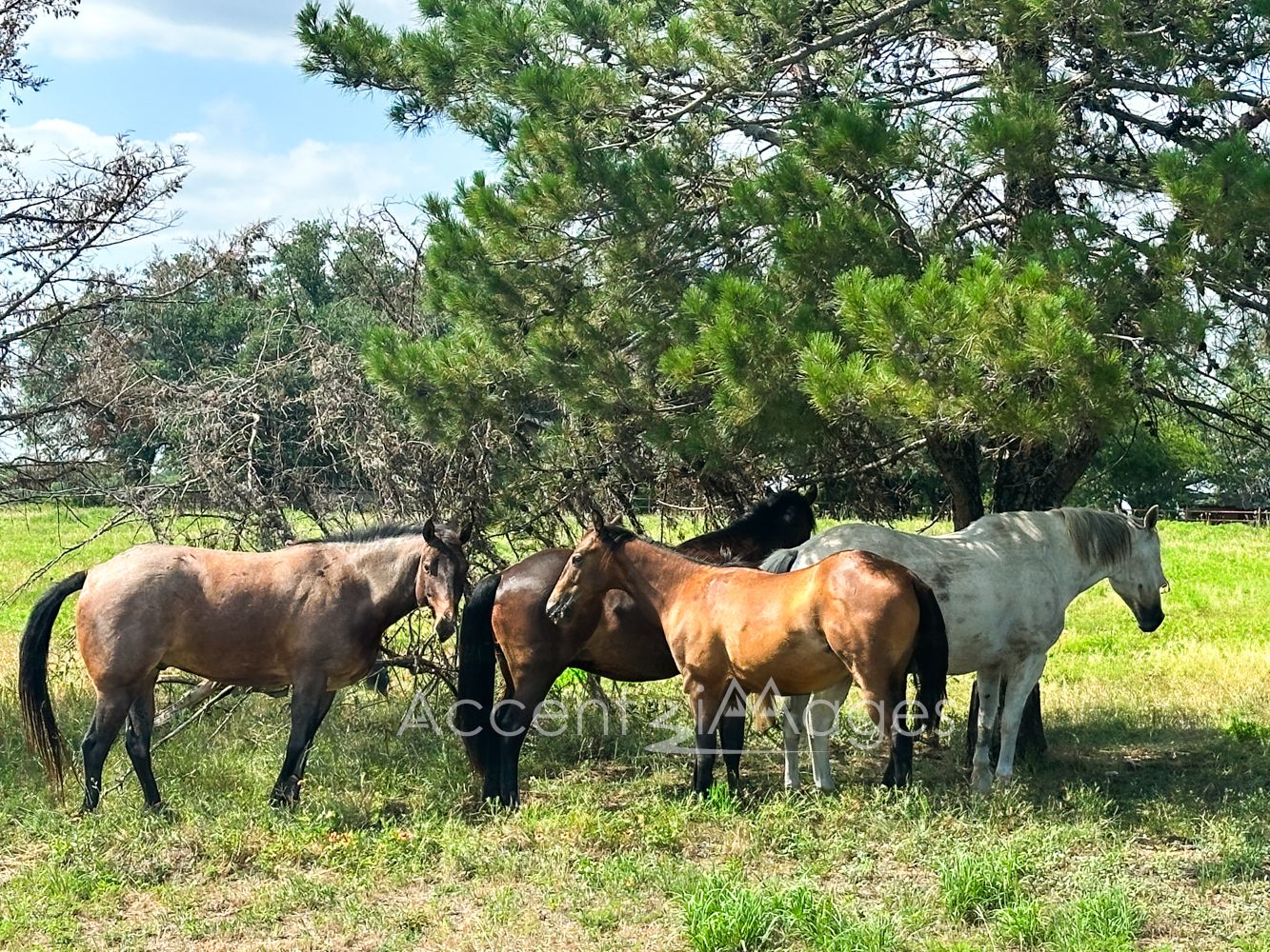 414.Horses in Pasture-Northlake TX