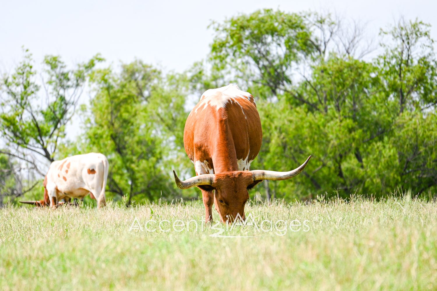 416.Longhorns in Pasture-Northlake TX
