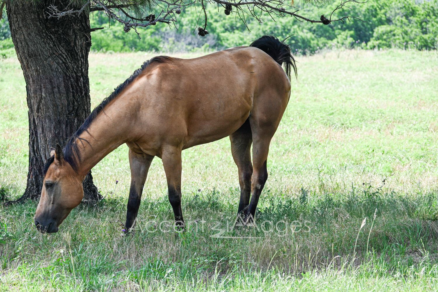 418.Horse in Pasture-Northlake TX