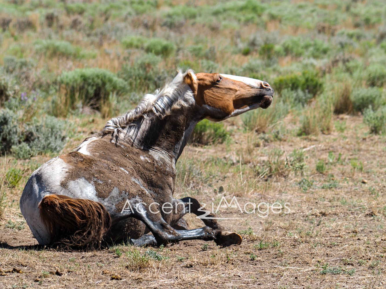 421.Wild Mustang in NW Colorado