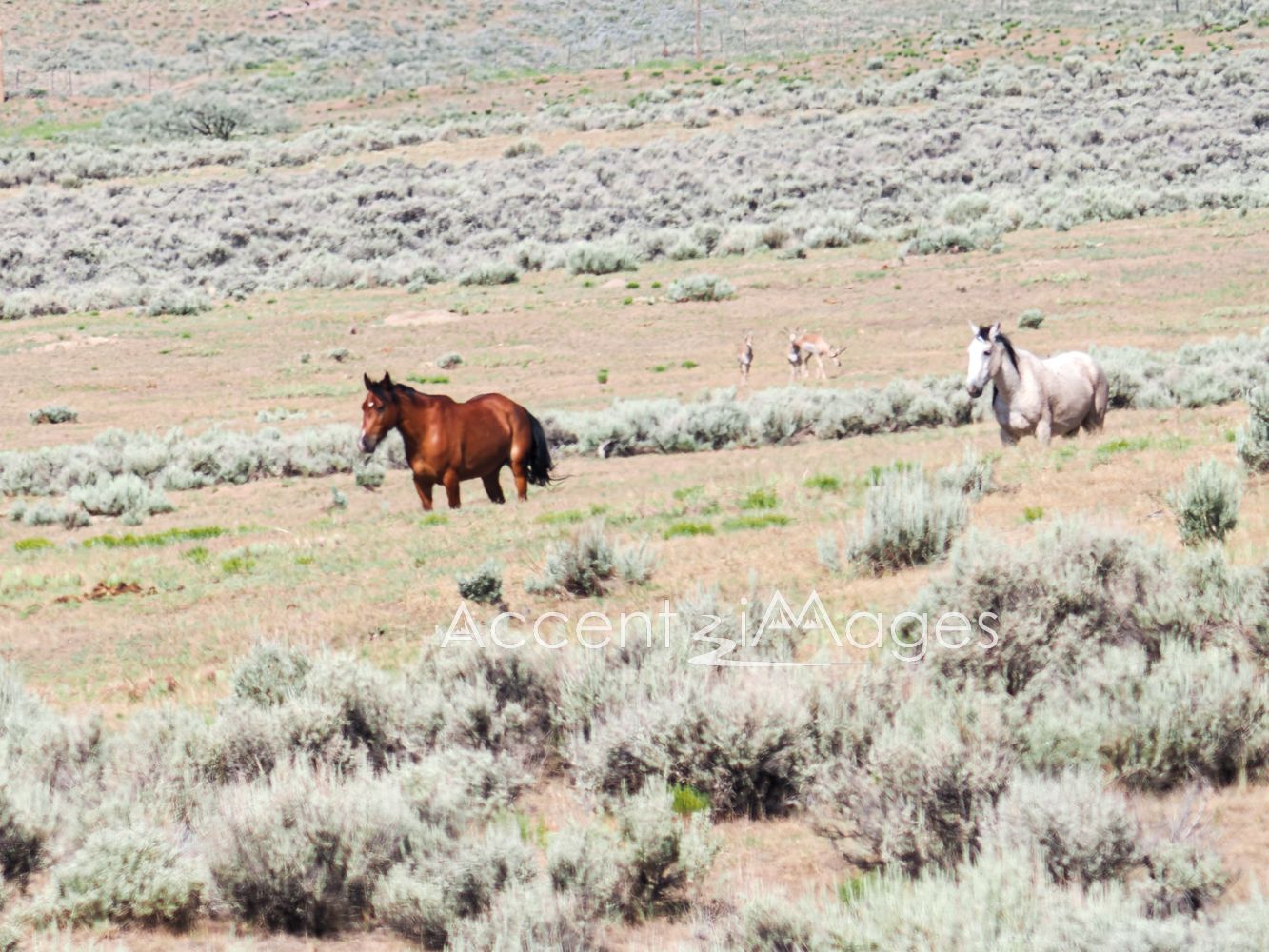 427.Wild Mustangs in NW Colorado