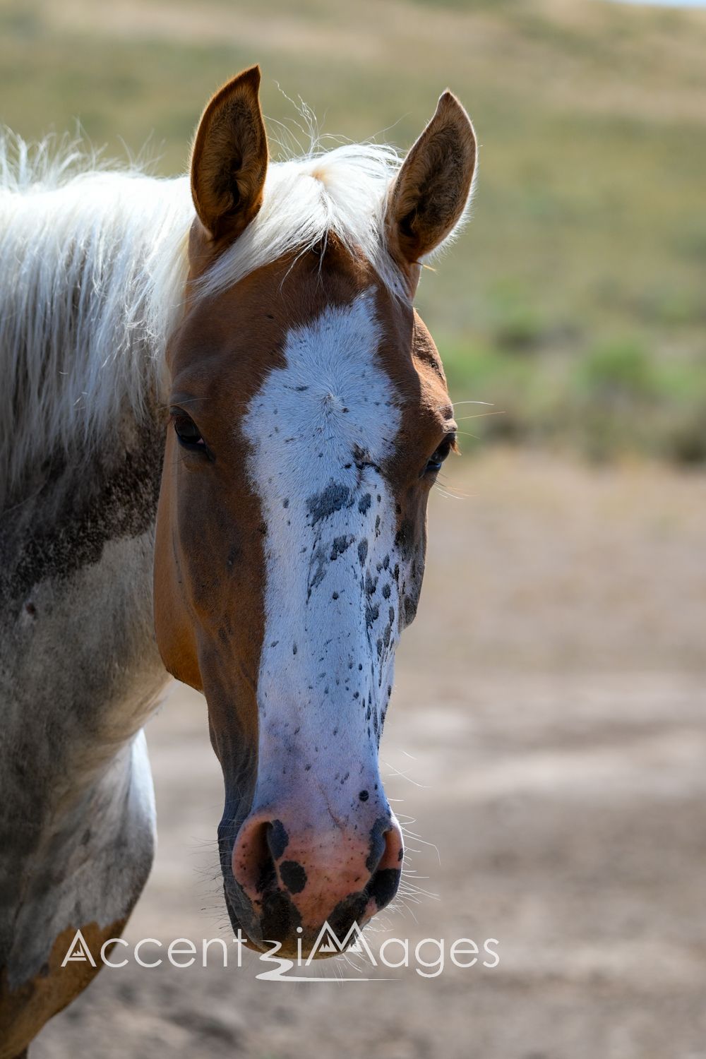 423.Wild Mustang in NW Colorado