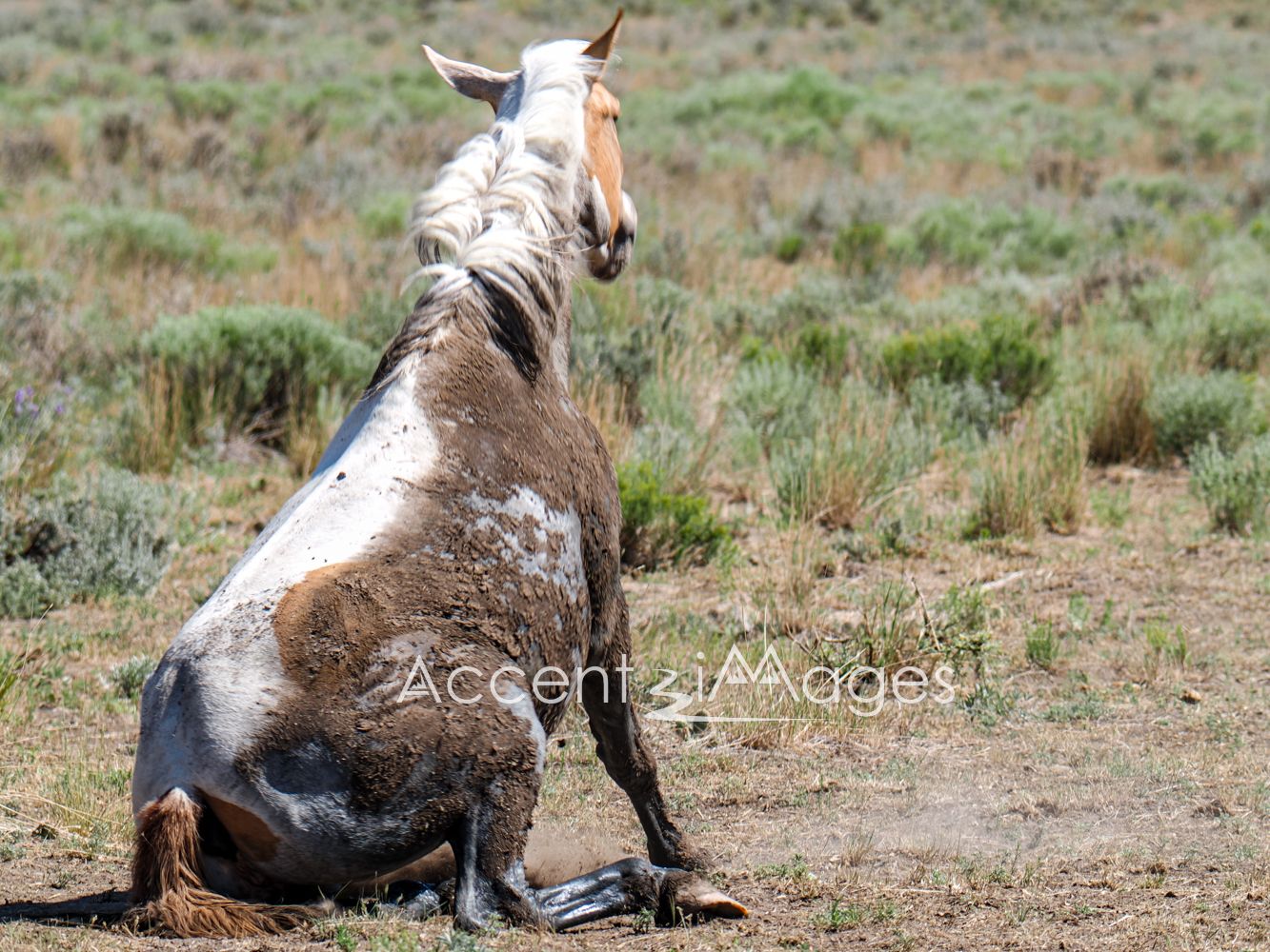 422.Wild Mustang in NW Colorado