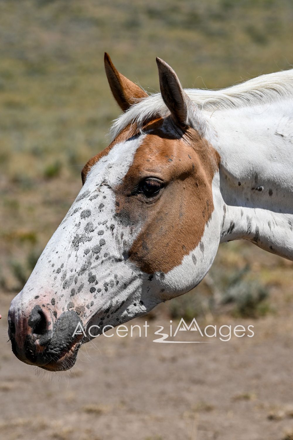 424.Wild Mustang in NW Colorado