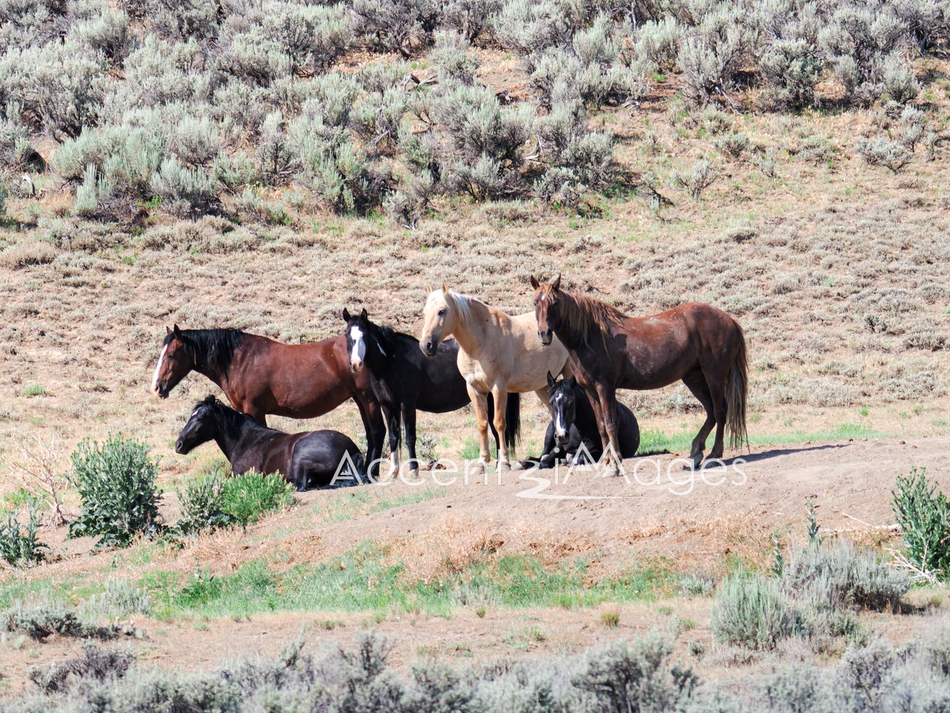 426.Wild Mustangs in NW Colorado