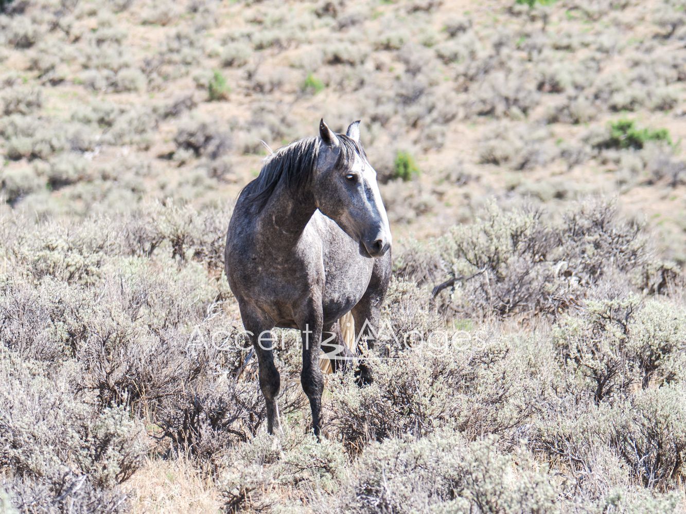 430.Wild Mustang in NW Colorado