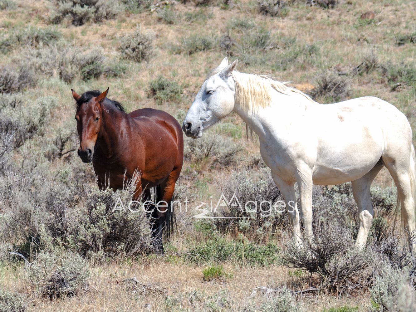 432.Wild Mustangs in NW Colorado