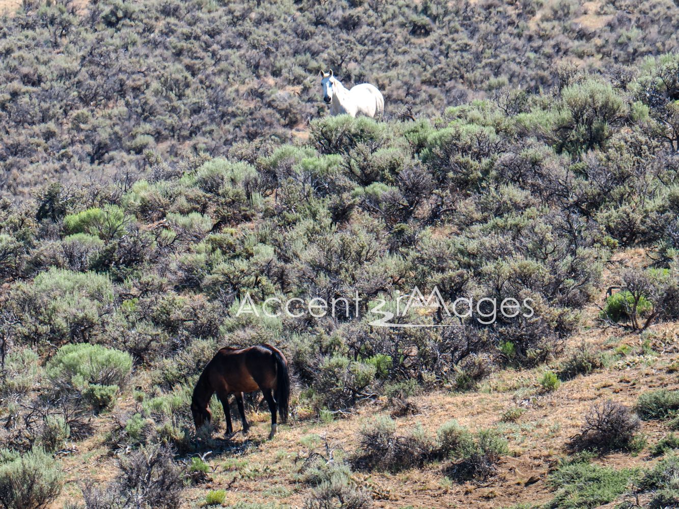 429.Wild Mustangs in NW Colorado
