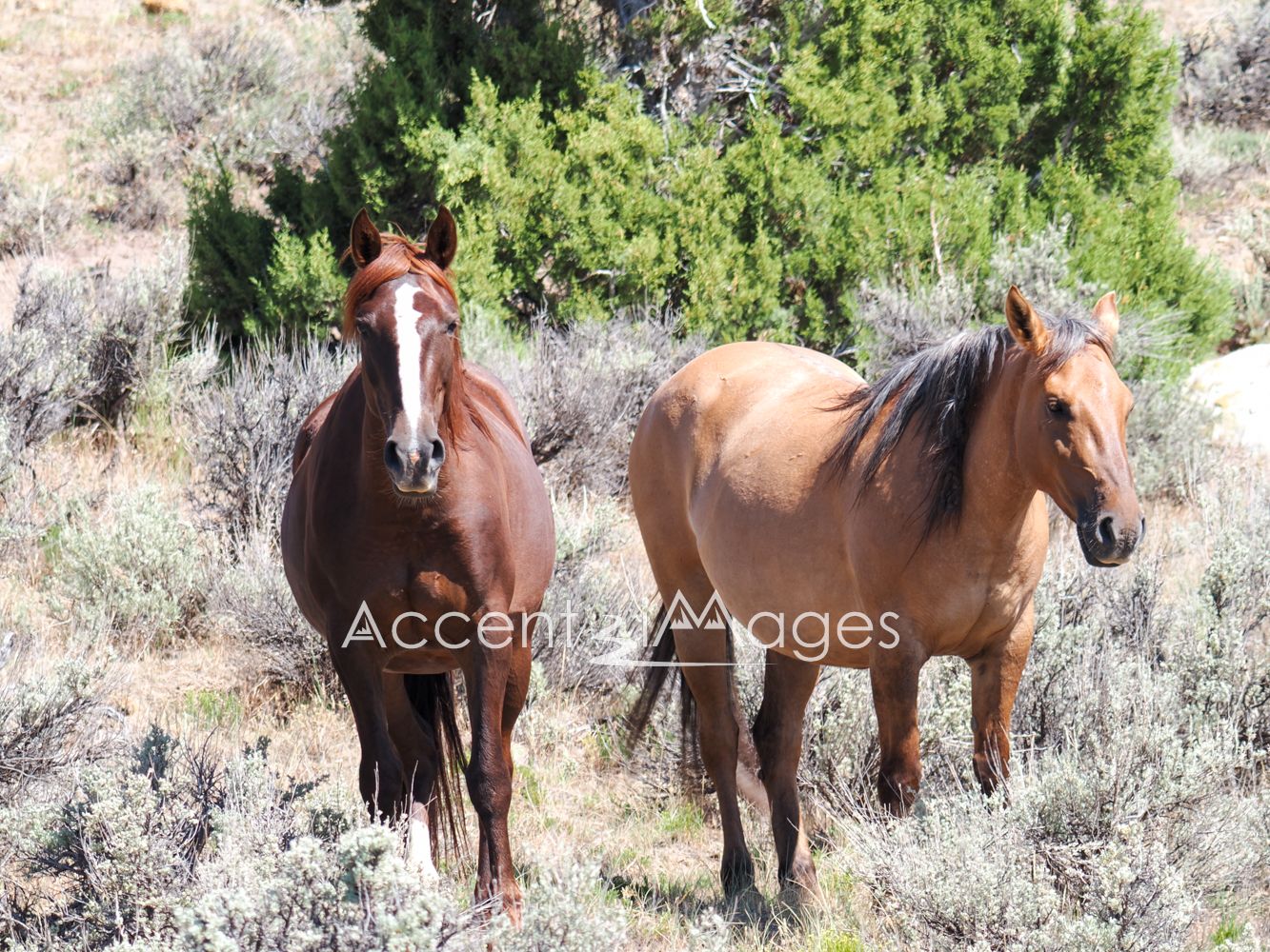 433.Wild Mustangs in NW Colorado