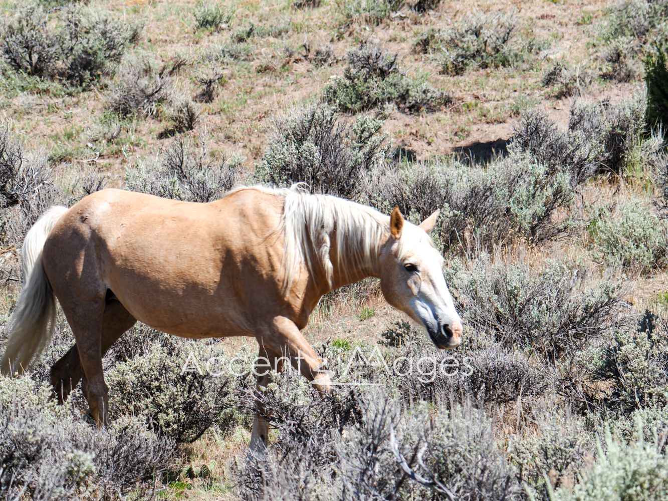 434.Wild Mustang in NW Colorado