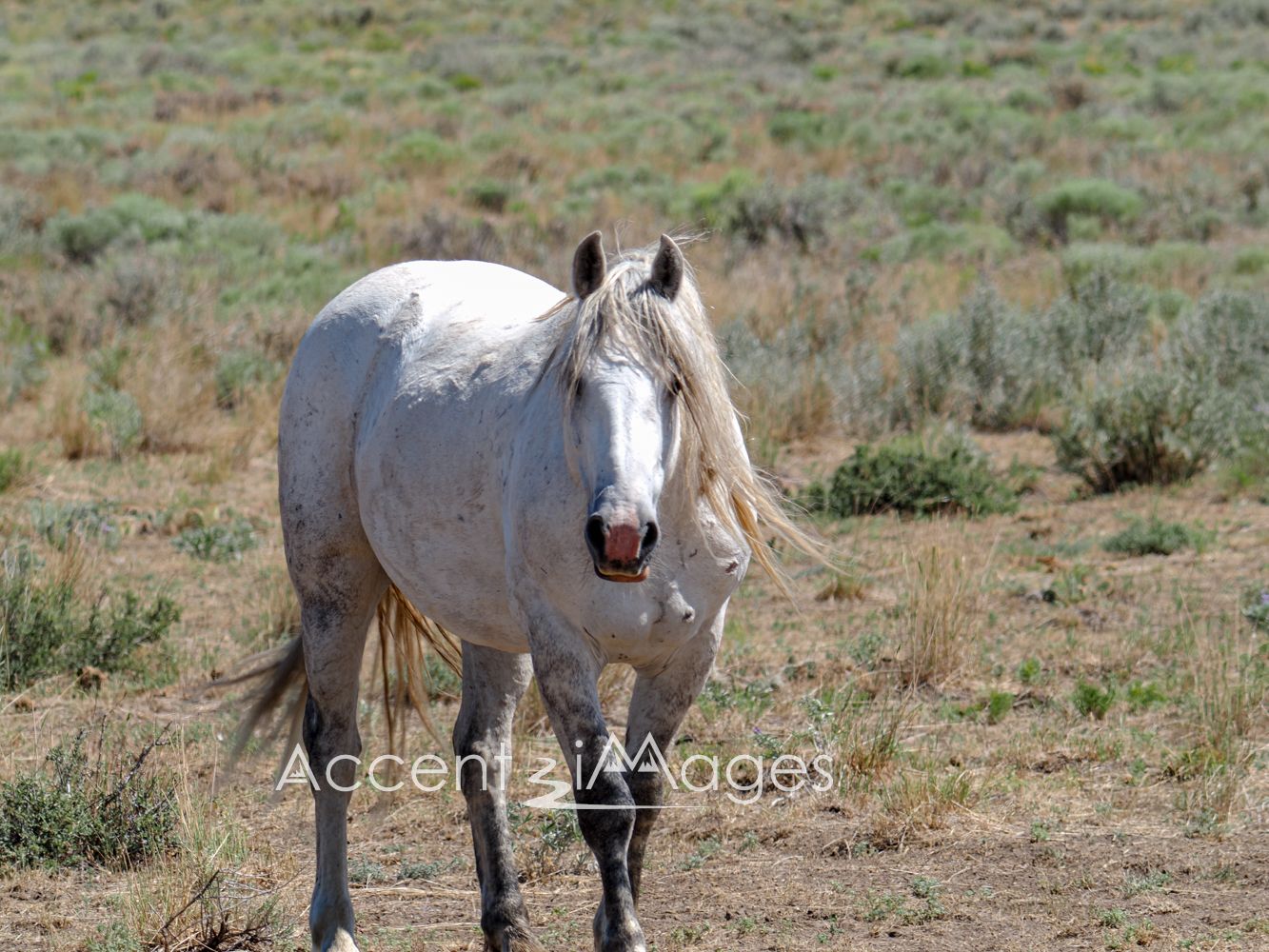 436.Wild Mustang in NW Colorado