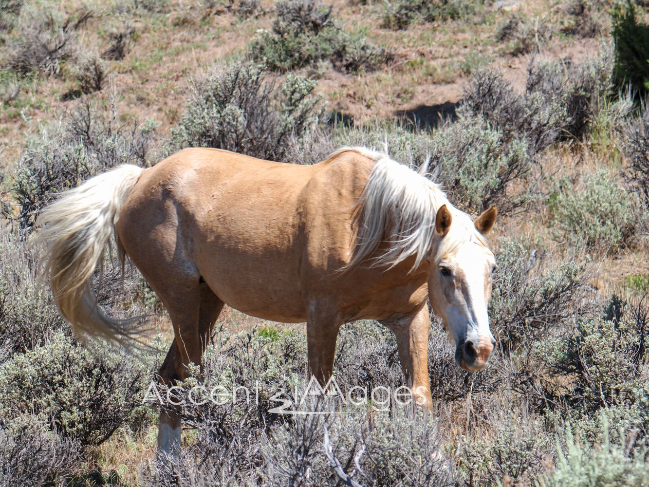 435.Wild Mustang in NW Colorado