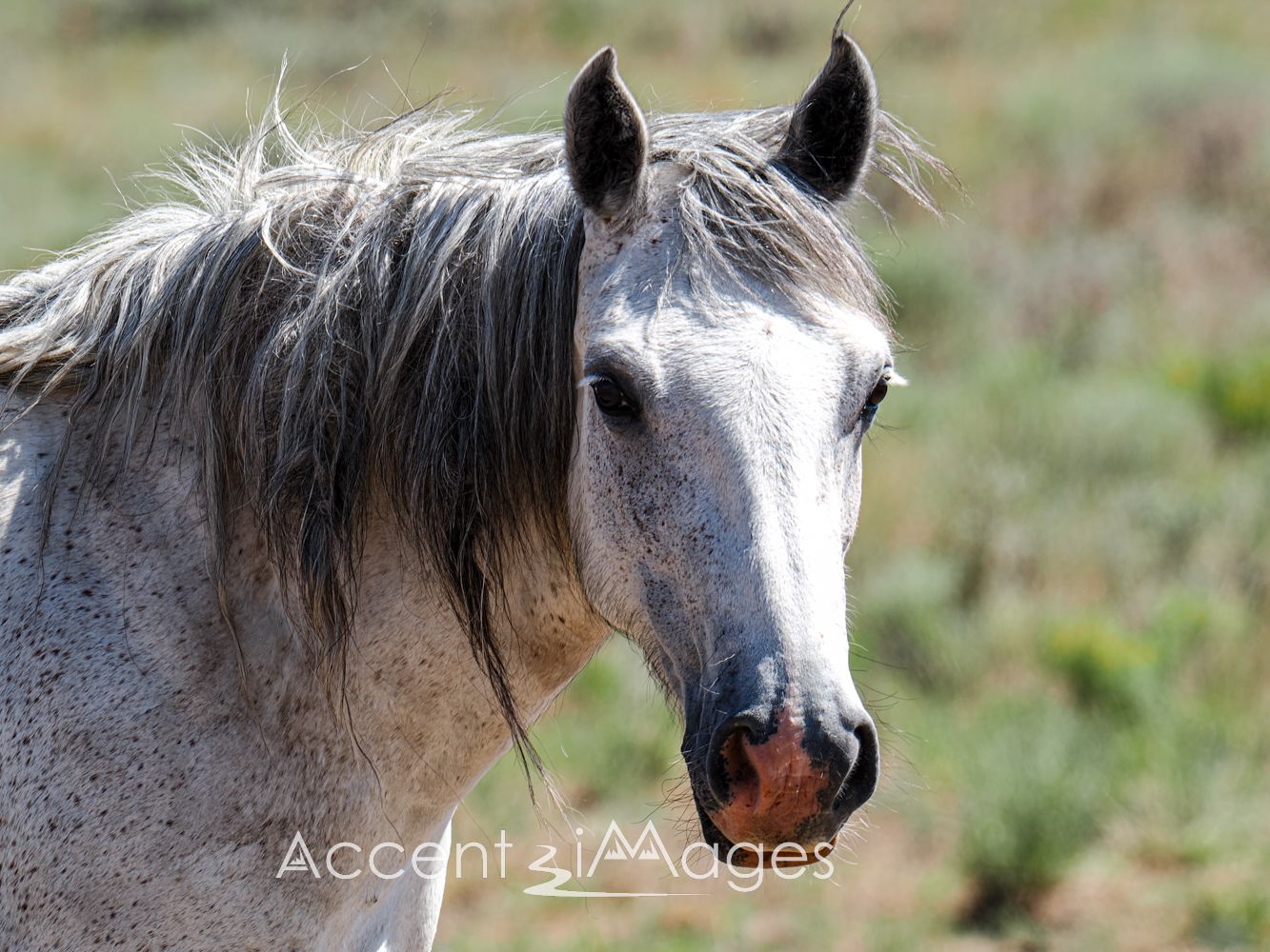437.Wild Mustang in NW Colorado