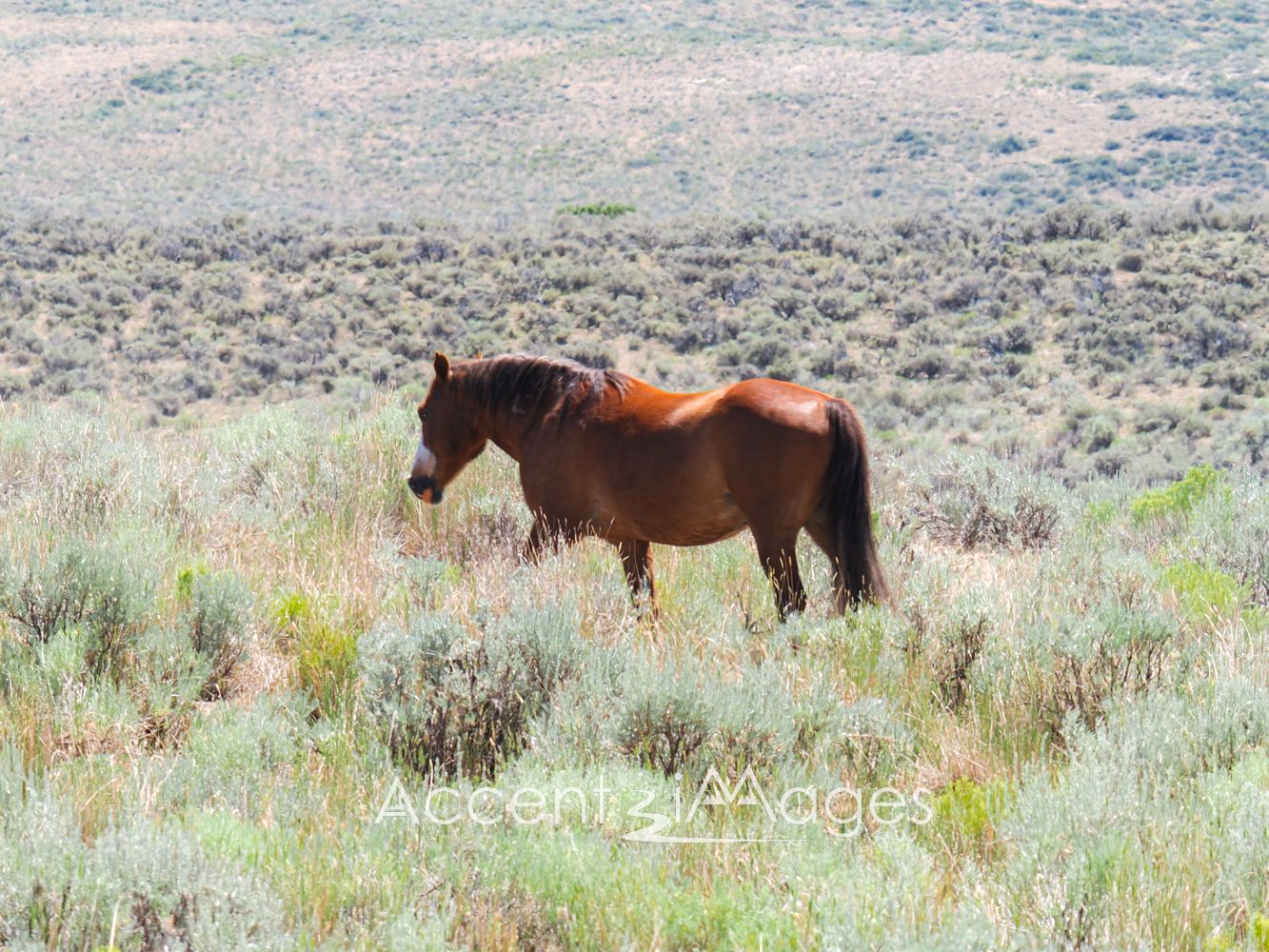 439.Wild Mustang in NW Colorado