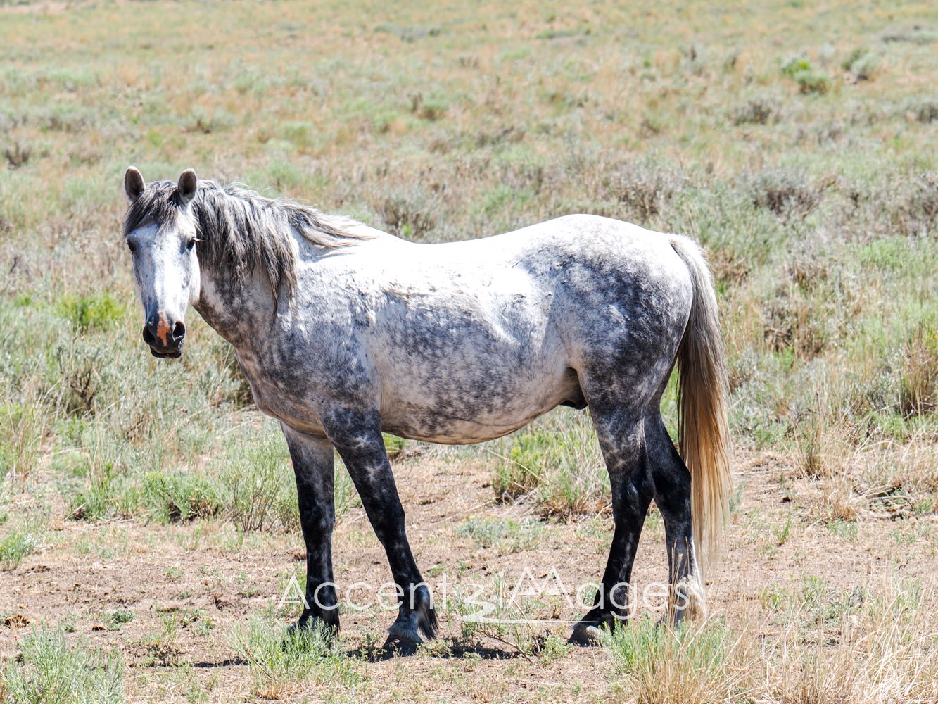 438.Wild Mustang in NW Colorado