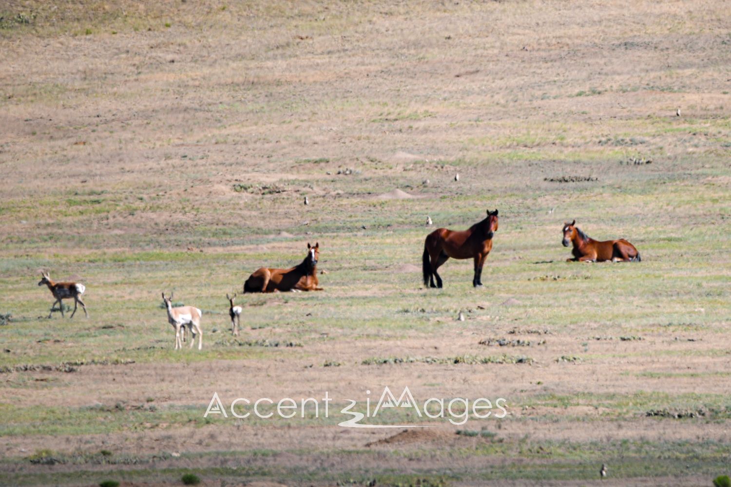 441.Wild Mustangs and Antelope in NW Colorado