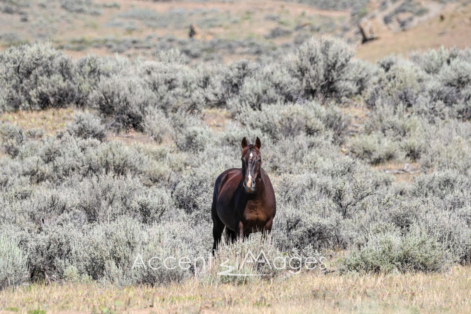 442.Wild Mustang in NW Colorado