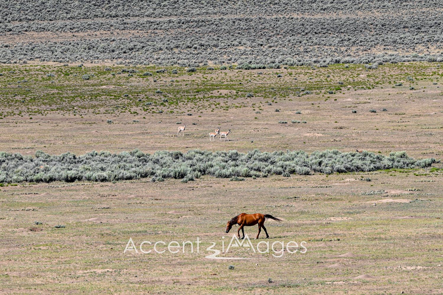 444.Wild Mustang and Antelope in NW Colorado
