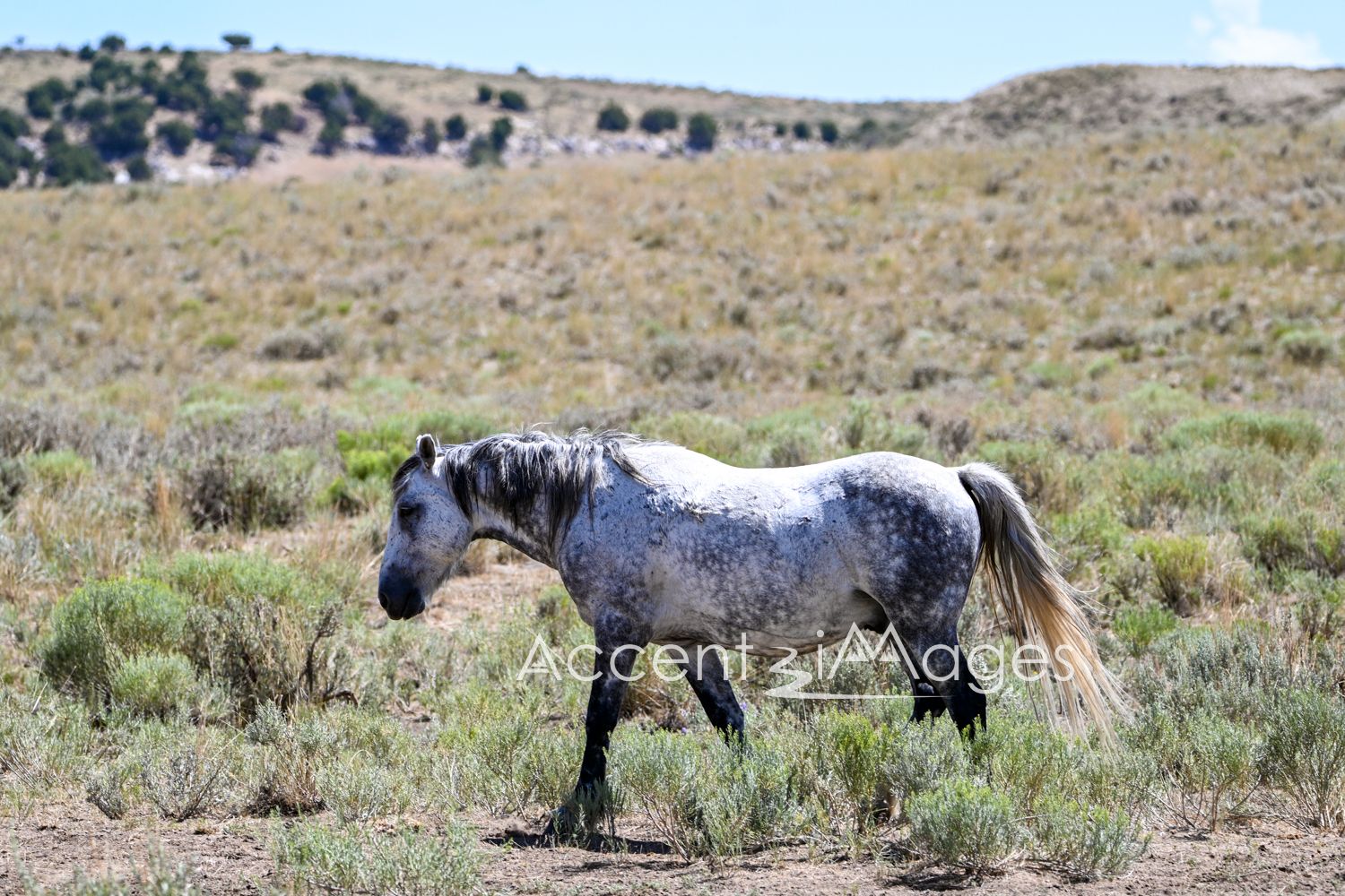 454.Wild Mustang in NW Colorado