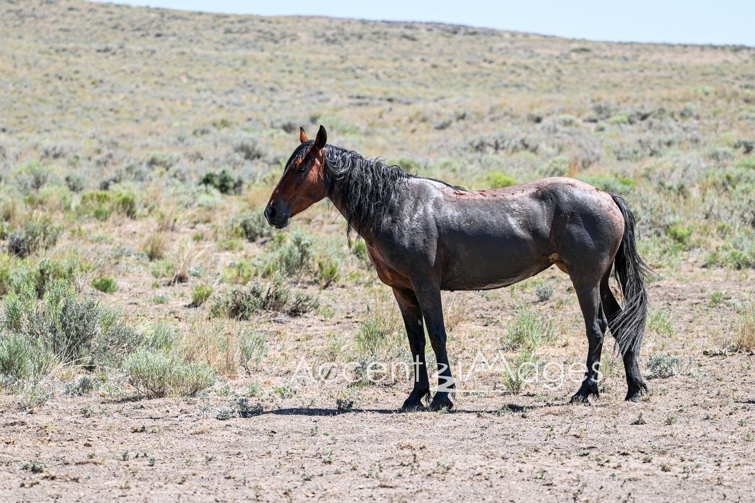 452.Wild Mustang in NW Colorado