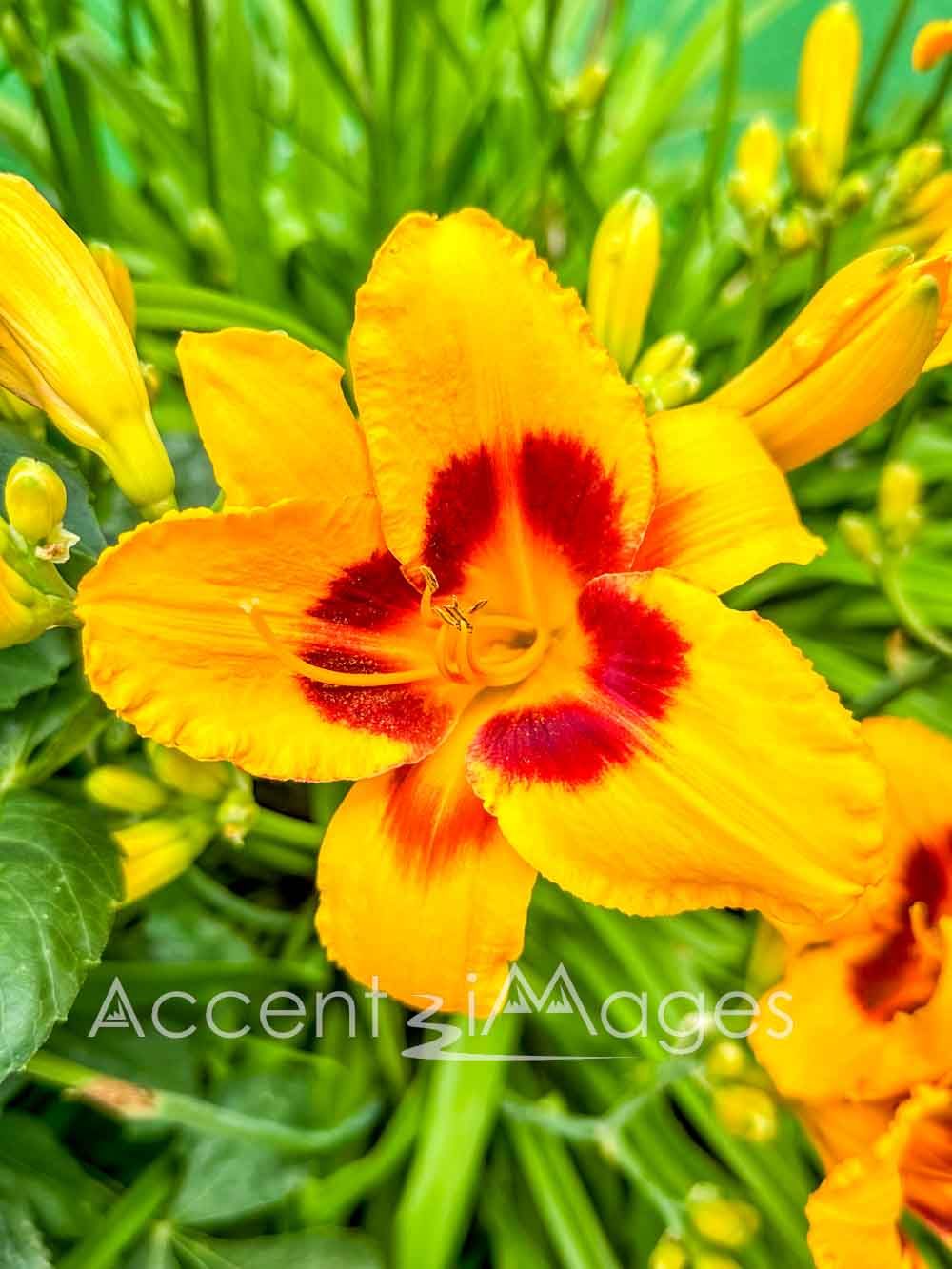 205.Yellow Lily -Salida CO