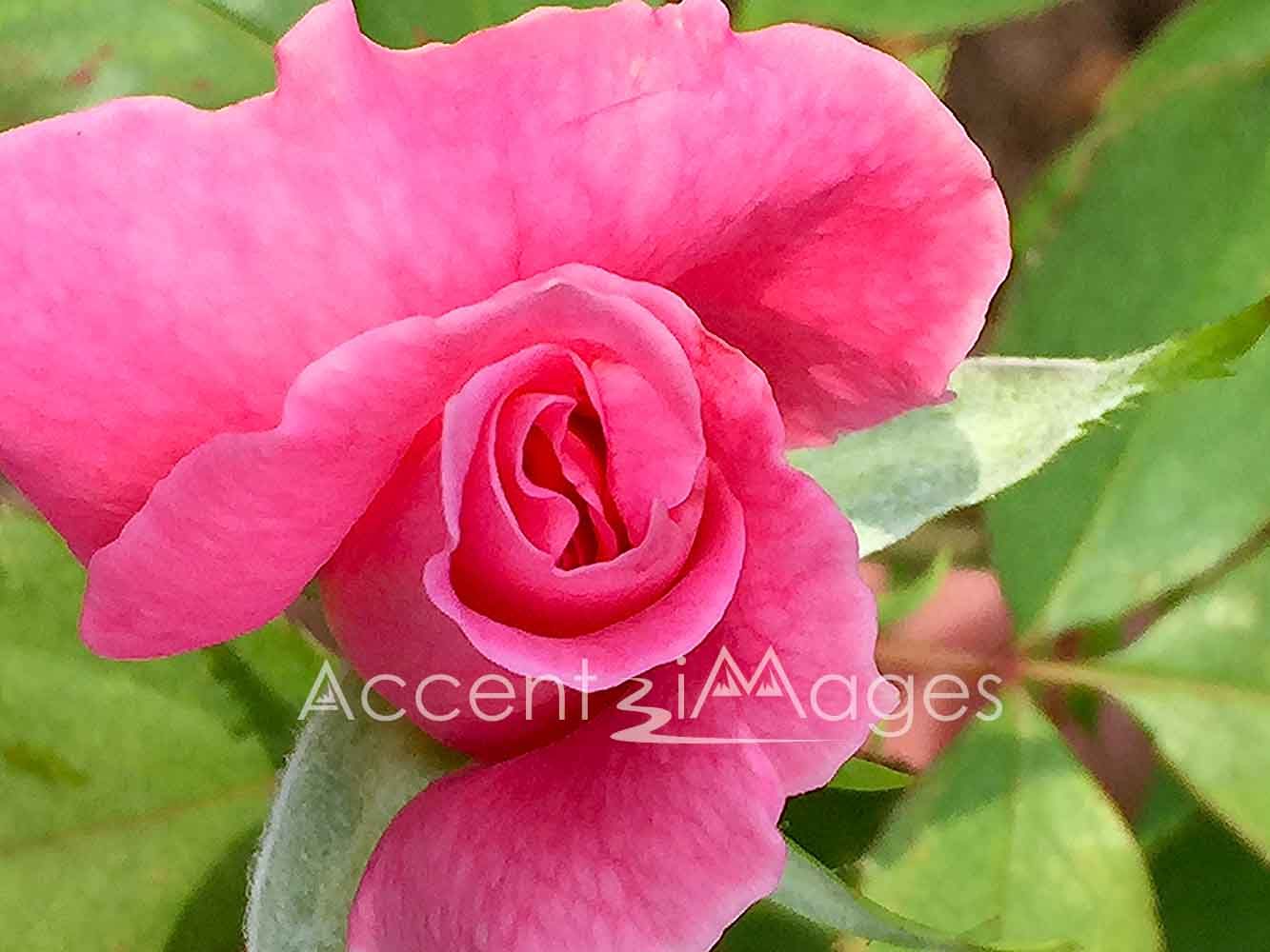 208.Washington DC -Pink Rose