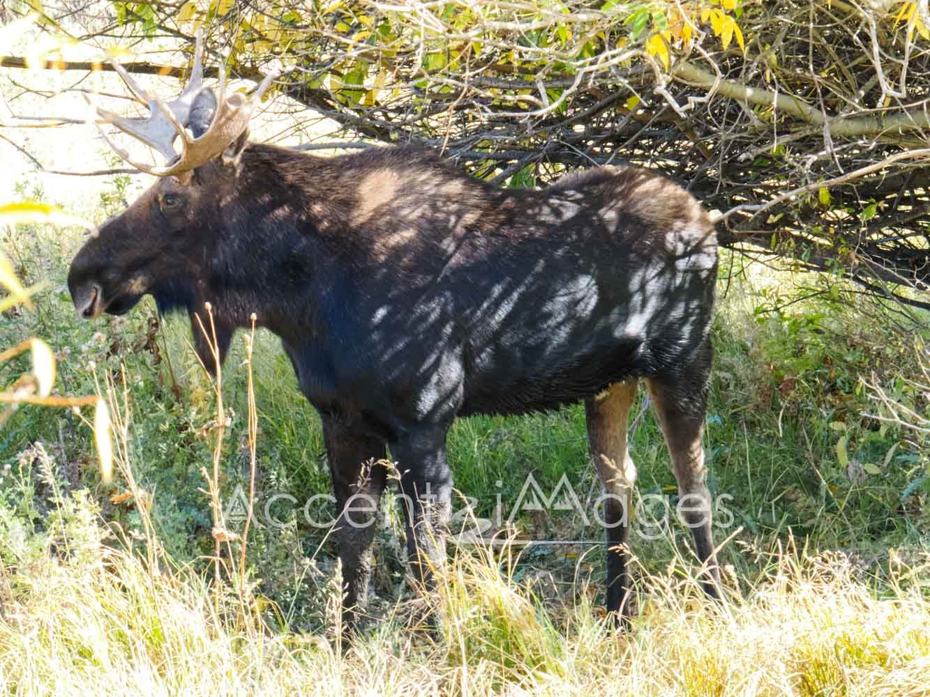 209.Grazing Moose at the Peak
