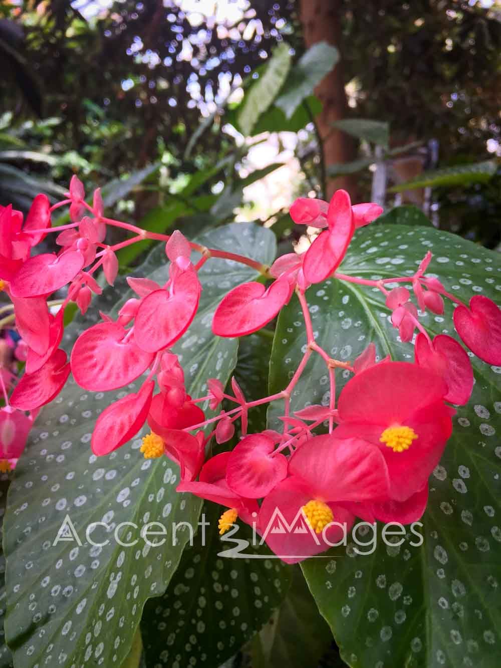 210.Washington DC Polka Dot Begonia