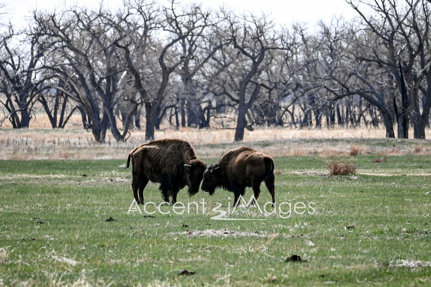 216.Buffalo Playing.Rocky Mtn Arsenal