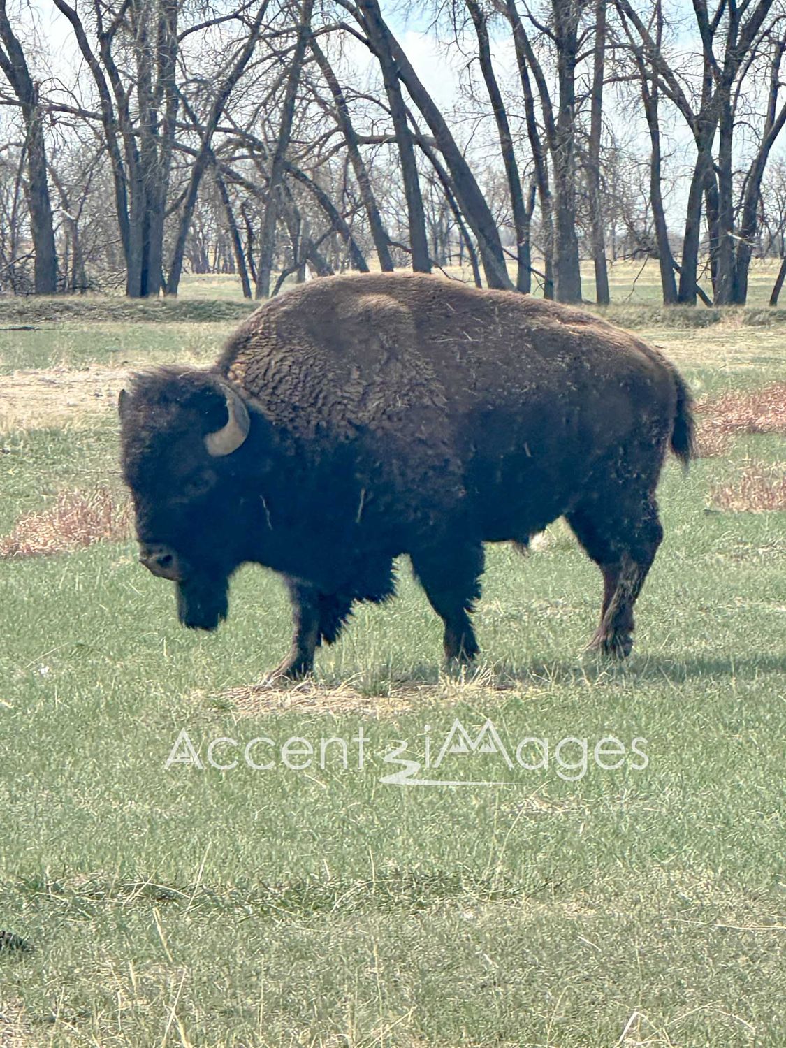 219.Buffalo at Rocky Mtn Arsenal