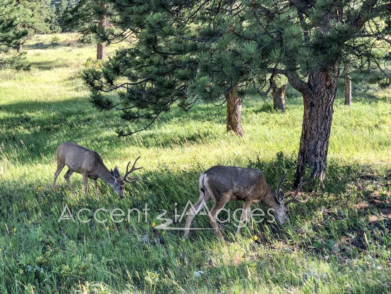 222.RMNP-Deer at Horseshoe Park