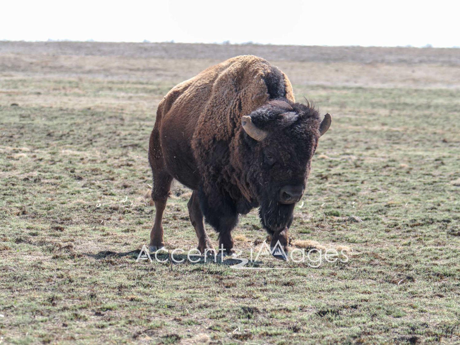 221.Buffalo at Rocky Mtn Arsenal