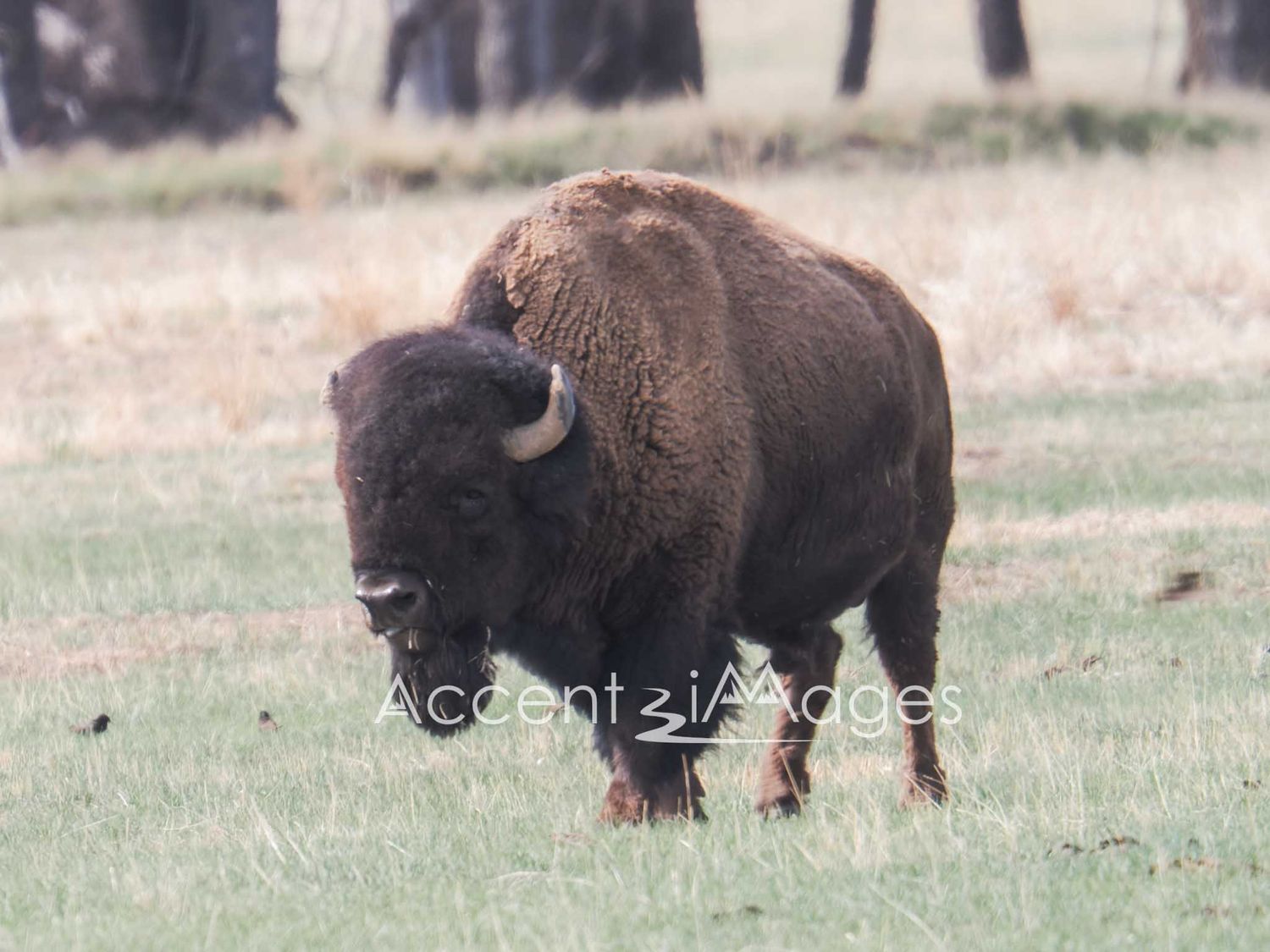 220.Buffalo at Rocky Mtn Arsenal
