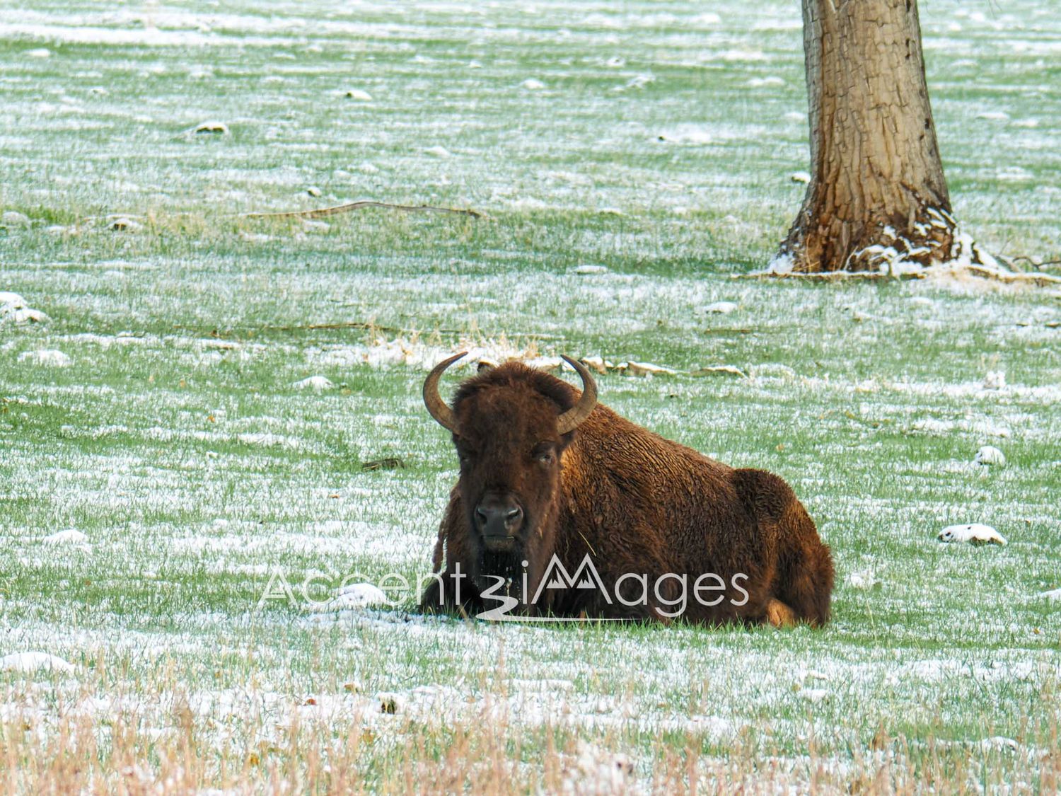 235.Buffalo After Spring Snow