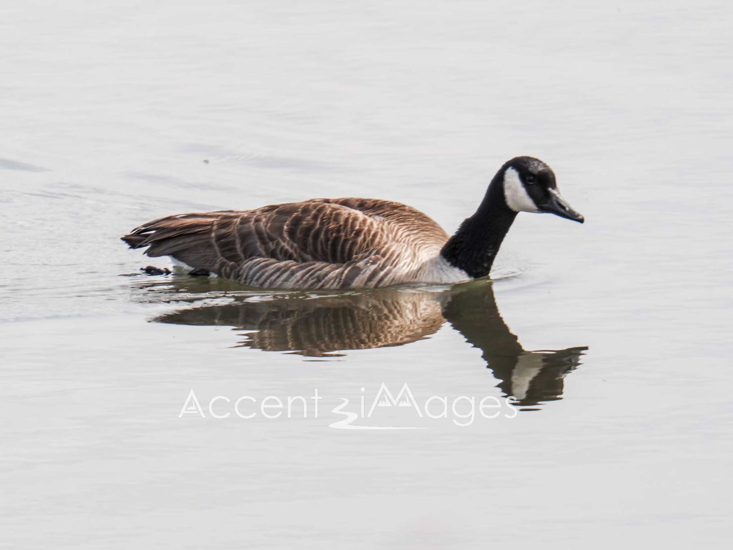 225.Duck with Reflection at Rocky Mtn Arsenal