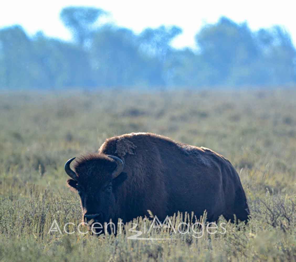 228.Buffalo Grazing at Mormon Row-Tetons