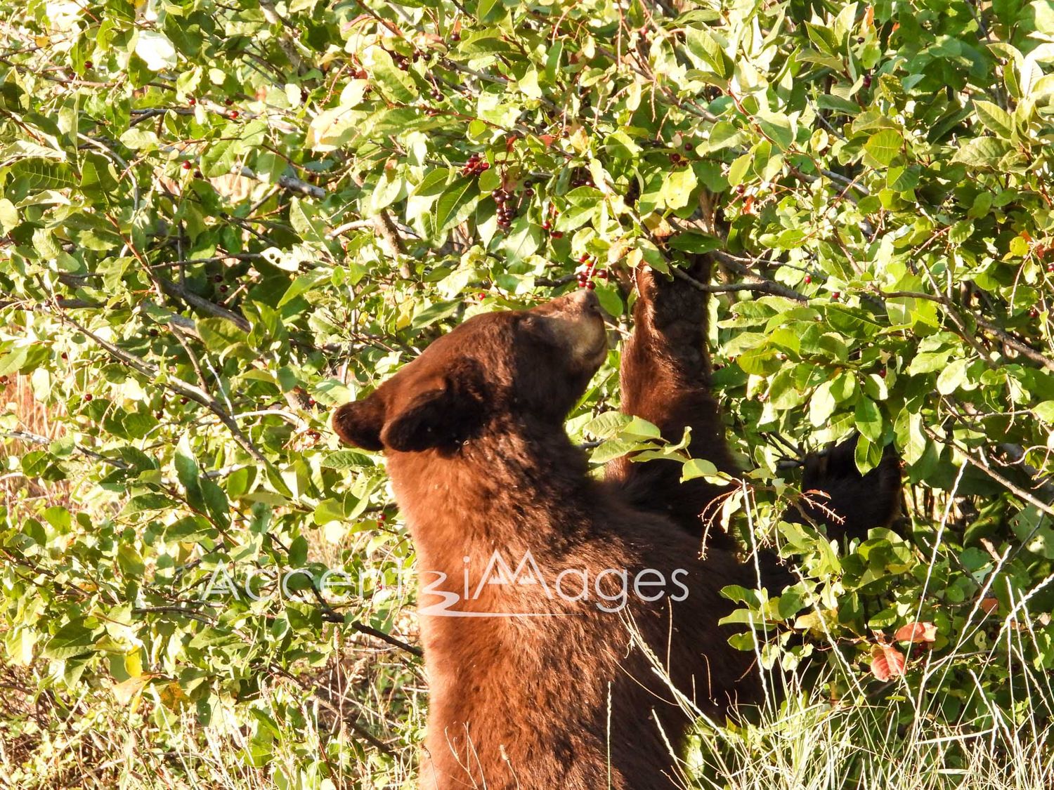 248.Cinnamon Bear After the Berries