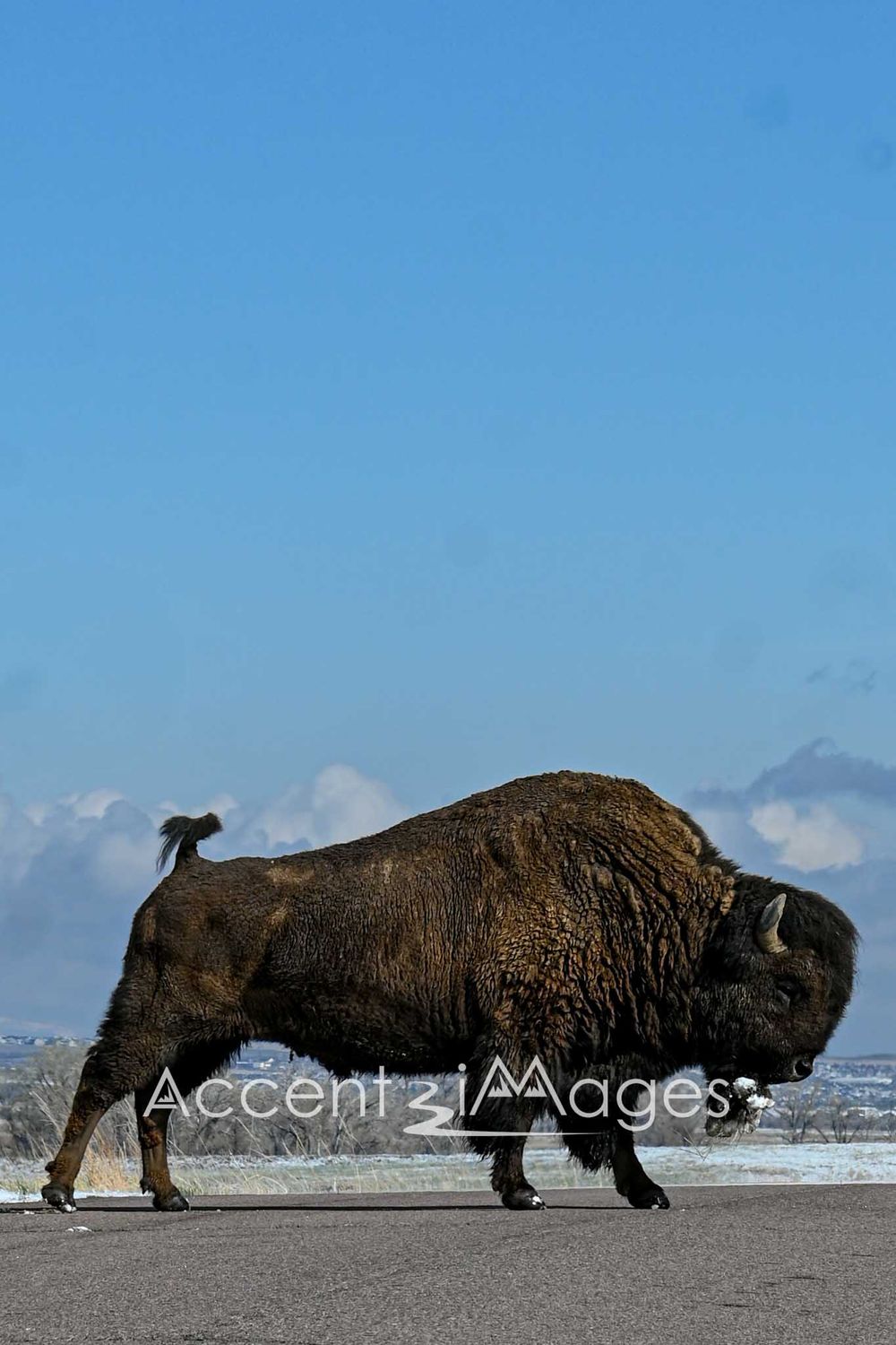 257.Buffalo After Spring Snow -RM Arsenal