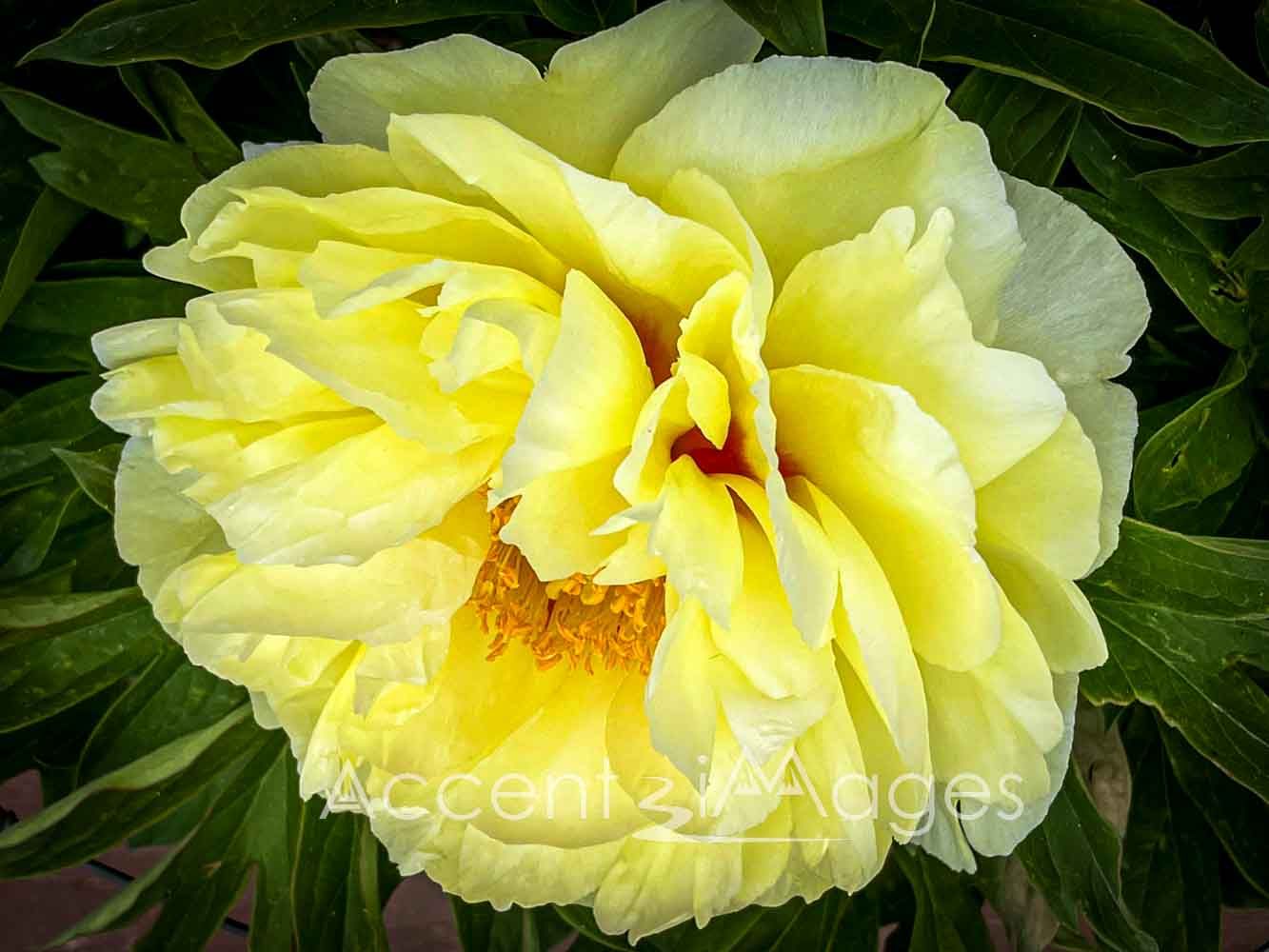 270.Yellow Peony