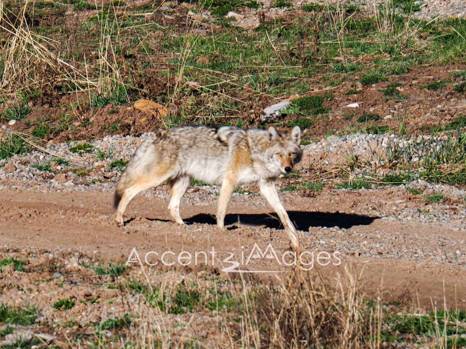 301.Coyote on the Hunt -Silverton