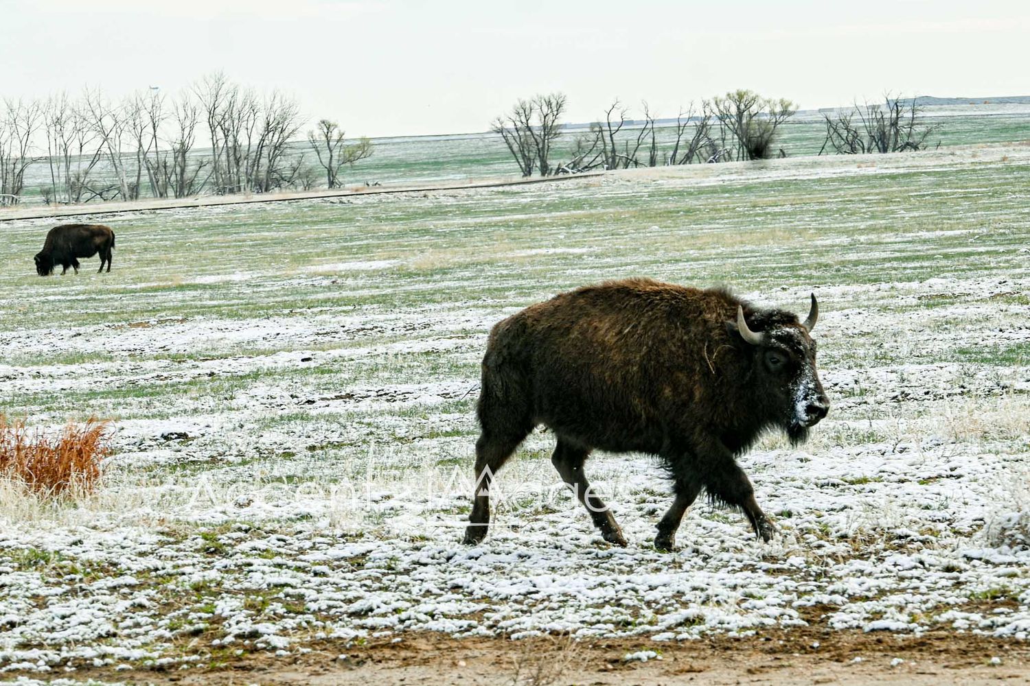249.Buffalo After Spring Snow-RM Arsenal