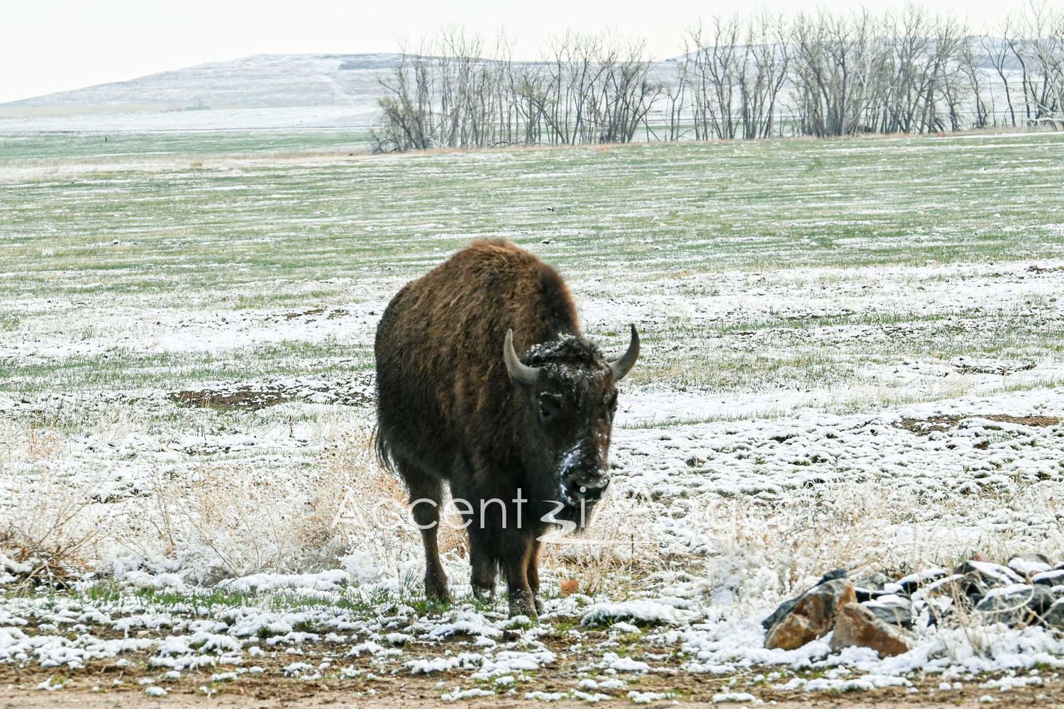 253.Buffalo After Spring Snow -RM Arsenal