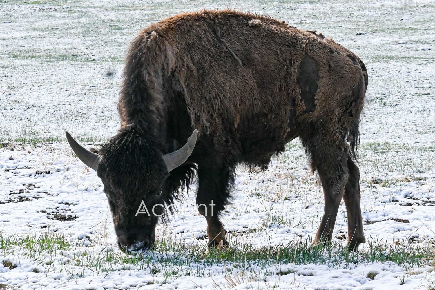 256.Buffalo After Spring Snow -RM Arsenal