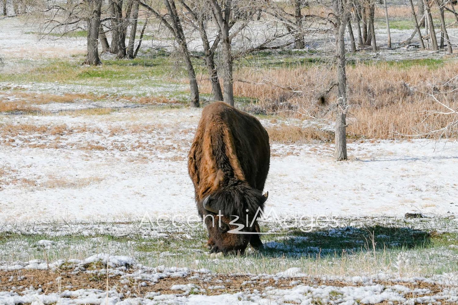 258.Buffalo After Spring Snow -RM Arsenal