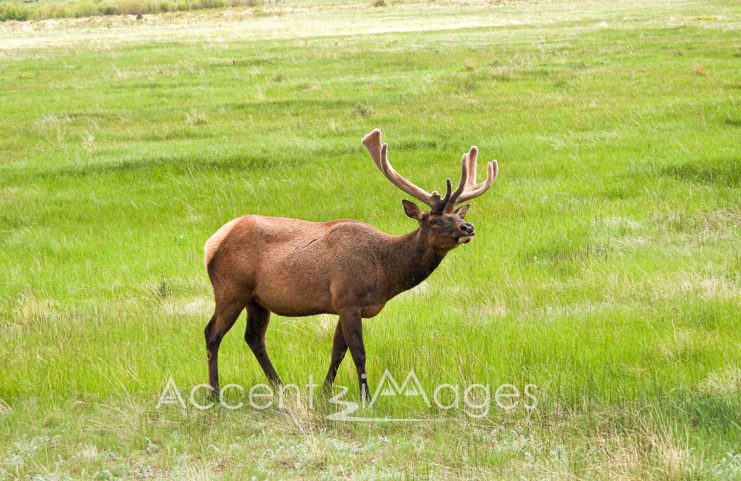 261.RMNP-Elk at Beaver Meadow