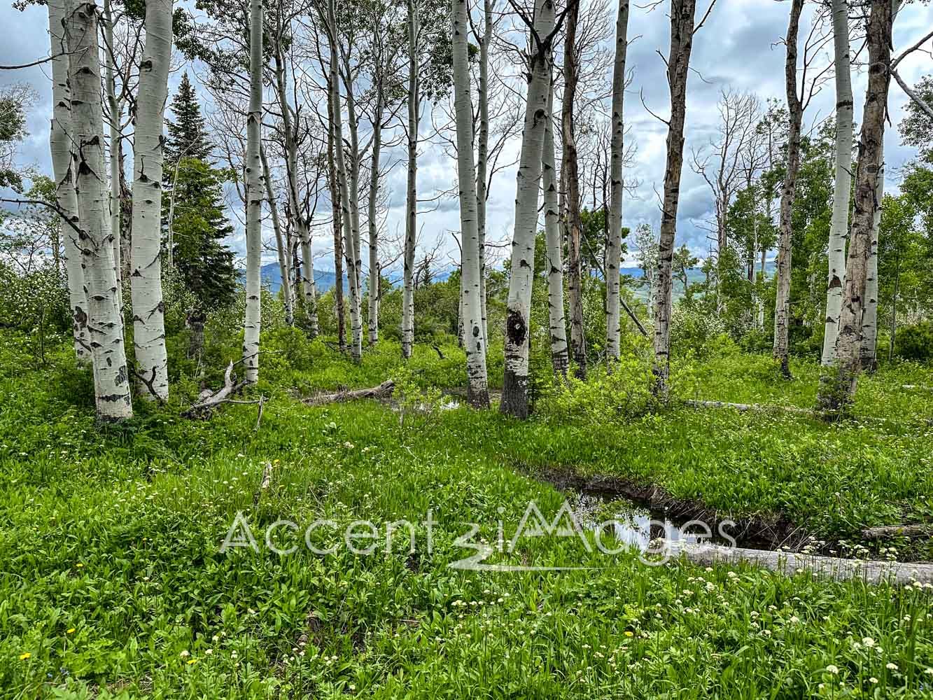 332.Spring Aspens at the Peak