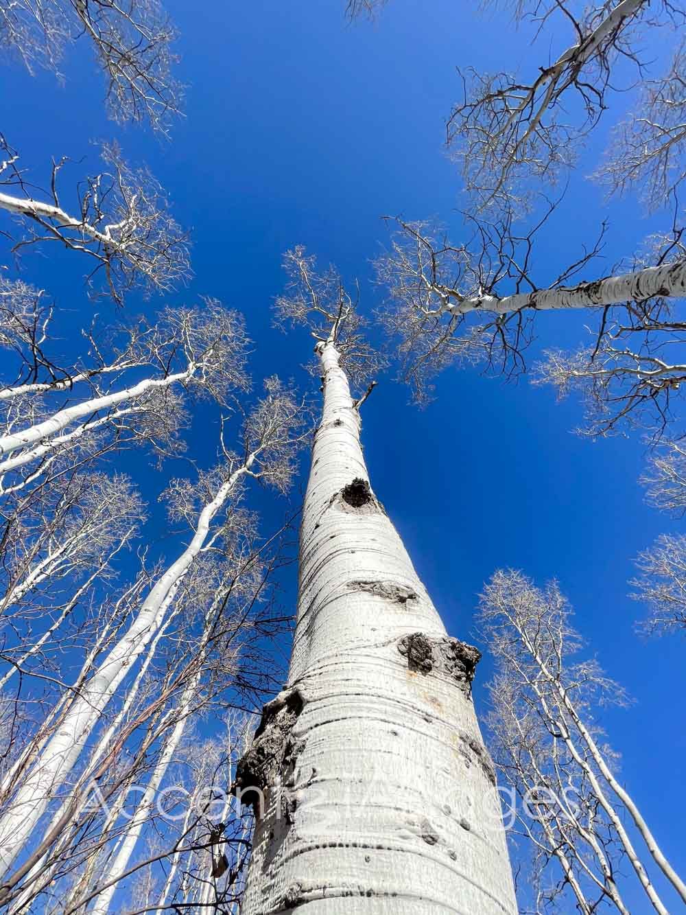 285.Peak Aspens Reaching to the Sky