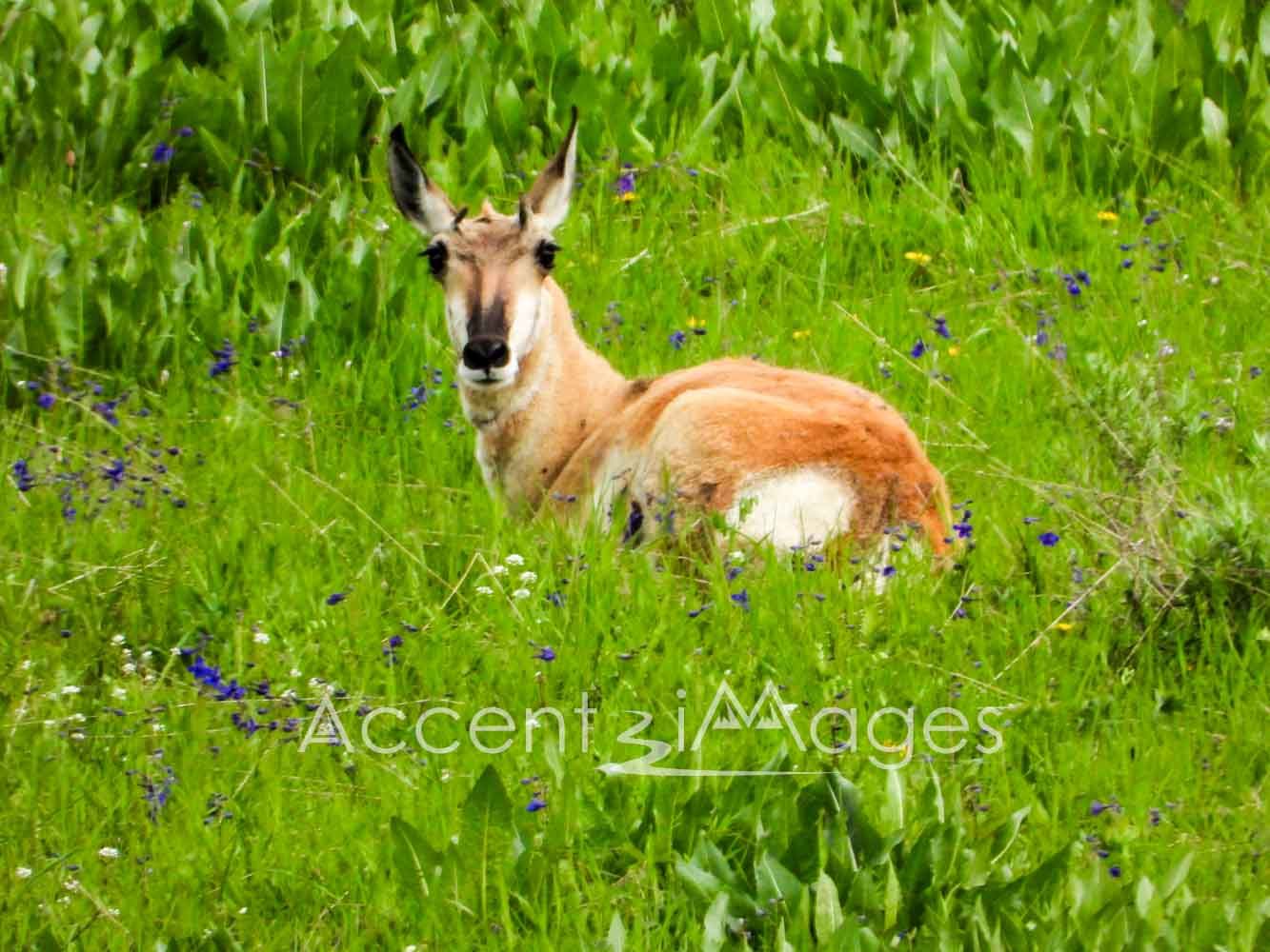337.Antelope in the Grass -Clark CO